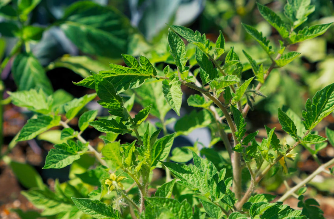 Herb Garden Guide: How to Grow Fresh Herbs at Home for U.S. Gardeners