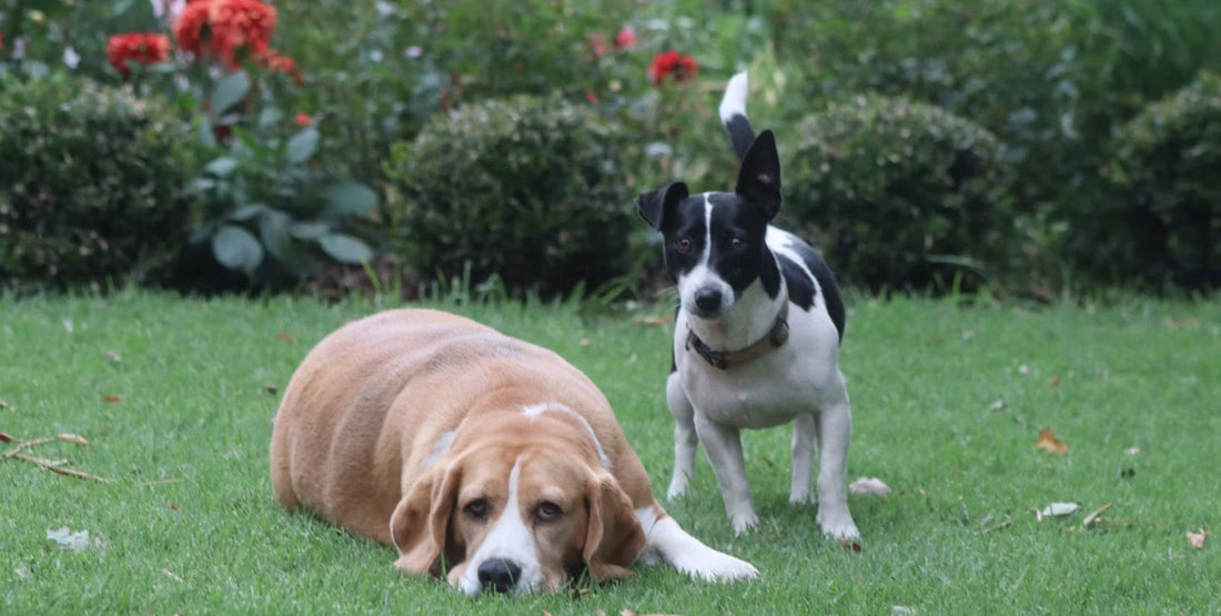Gardening with Dogs: A Complete Guide to Safe &amp; Toxic Plants for Your Backyard