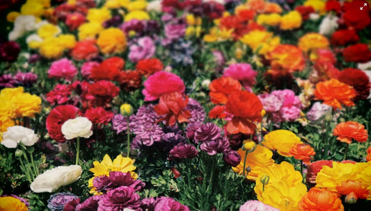 Garden Color Theory: Which Flowers Look Best Together?