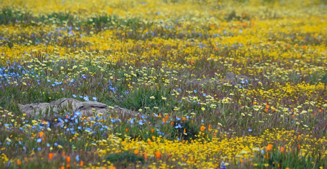 Wildflower Meadow: An Eco-Friendly Garden Alternative to Traditional Lawns