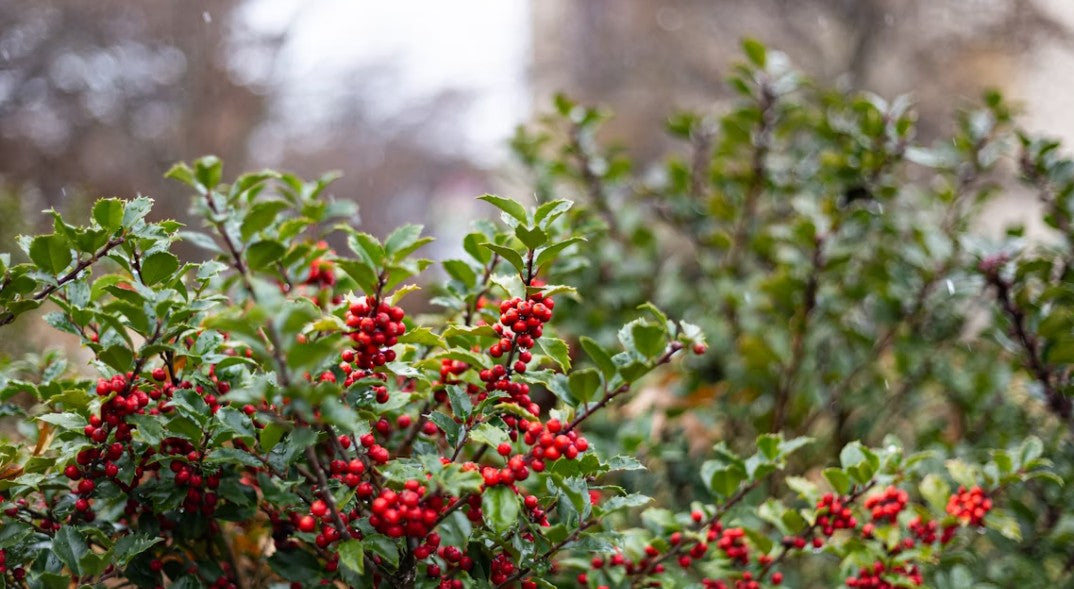 10 Winter Garden Stars: Evergreen Shrubs, Winter Flowers &amp; Vibrant Berries