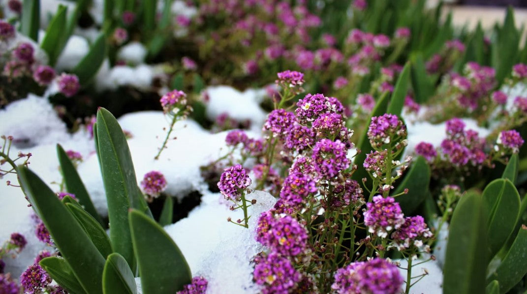 10 Winter Garden Stars: Evergreen Shrubs, Winter Flowers & Vibrant Berries