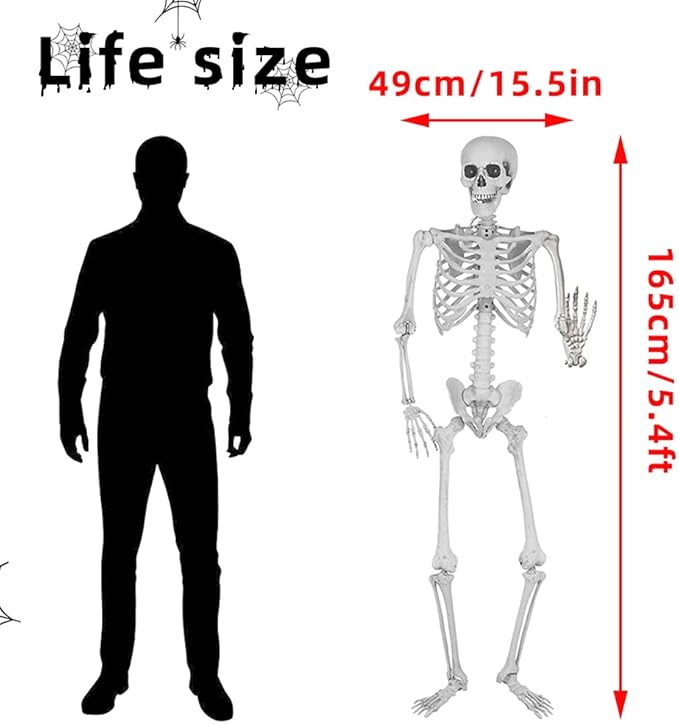 Wocst 5.4Ft/165cm Halloween Skeleton Full Body Life Size Human Bones with Movable Joints for Indoor Outdoor Halloween Props Decorations