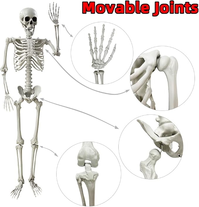 Wocst 5.4Ft/165cm Halloween Skeleton Full Body Life Size Human Bones with Movable Joints for Indoor Outdoor Halloween Props Decorations