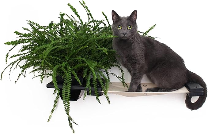 Catastrophic Creations Cat Planter Lounge Cat Hammock — 25-Inch Black/Natural Canvas— Cat Wall Shelf— Cat Wall Furniture — Cat Climbing Shelves — Cat Floating Shelves — Cat Wall Hammock