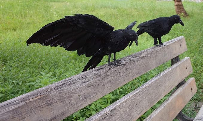 Etistta 2-Pack Realistic Crows Lifesize Extra Large Handmade Black Feathered Crow for Halloween Decorations Birds, L (13 inch+12 inch)