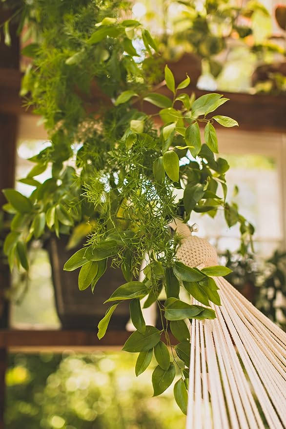 Handwoven Nicaraguan Cotton Rope Hammock with Wooden Spreader Bars with Tropical Decorative Trim
